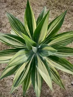 2025年最新】アガベ アテナータ 翡翠盤の人気アイテム - メルカリ