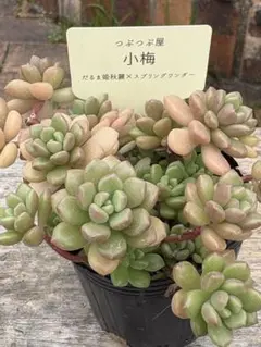 つぶつぶ屋さん 花小町 抜き苗 札なし - メルカリ