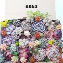 多肉植物 カット苗 詰め合わせ 【42】