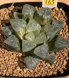 82a 多肉植物 ハオルチア 温玉コレクタ 自家繁殖 鉢植え発送 - メルカリ