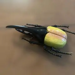 ヘラクレスオオカブト