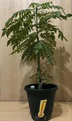 【初入荷】ネムノキ サマーチョコレート 8号鉢 165cm｜現品｜希少 大型 初入荷】ネムノキ サマーチョコレート 8号鉢 165cm｜現品｜希少 大型