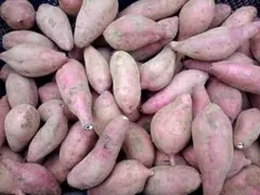 種子島産安納芋B品SS～Sサイズ10キロ 農薬栽培期間中不使用ワケアリ