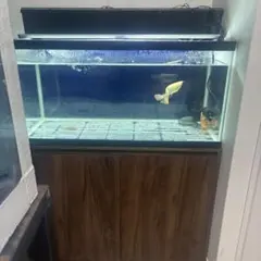 2026年最新】水槽 90 台の人気アイテム - メルカリ