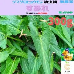 道*ば様 岩手北部産アツモリソウ(子苗)1株 - メルカリ