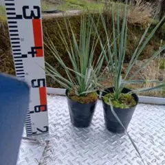ユッカロストラータ 8苗 鉢のまま発送 - メルカリ