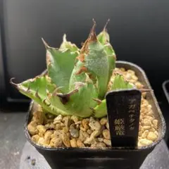 2026年最新】チタノタ 姫厳竜の人気アイテム - メルカリ