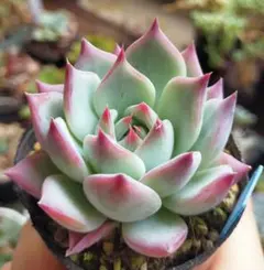 専用 極上株 ココニコさん苗 リンゼアナ特美 札付き 多肉植物 - メルカリ