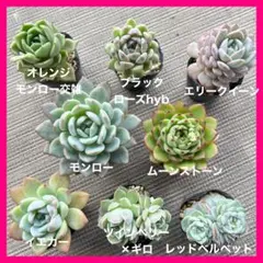 2026年最新】ツインベリー×ギロの人気アイテム - メルカリ