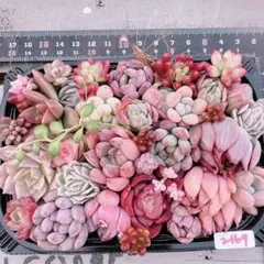 ココロン様 リクエスト 3点 まとめ商品