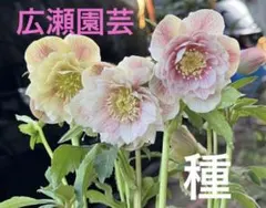 BINI様 リクエスト 2点 まとめ商品