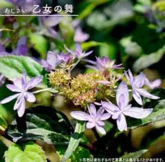 山野草・ヤマアジサイ苗・画像の乙姫苗と他2株お届けいたします