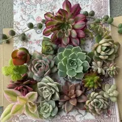 【匿名配送】多肉植物カット苗セット　エケベリア　セダム　寄せ植え
