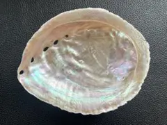 伊勢志摩産 アワビ貝殻 天然あわび 磨き アバロンシェル 大 No.19