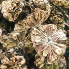 Item thumbnail for item ffbc0090-9346-4e17-9e7b-b0d9c828b36c