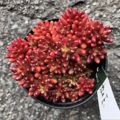 真っ赤！ 1ポット 虹の玉　セダム　多肉植物