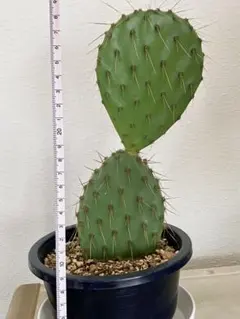 2026年最新】サボテン オプンチアの人気アイテム - メルカリ