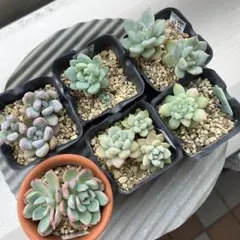 多肉植物 カット苗 詰め合わせ ぎゅうぎゅう2パックセット - メルカリ