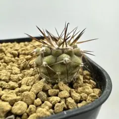 2026年最新】コピアポア シネレアの人気アイテム - メルカリ