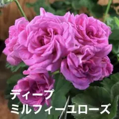 2025年最新】ミルフィーユローズ ゼラニウムの人気アイテム - メルカリ