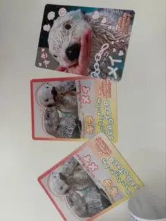 鳥羽水族館 コレクションカード ラッコ ロイズ メイ - メルカリ