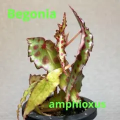 春まで停止　大株　ベゴニア　アンフィオクサス ベゴニア アンフィオクサス | MaCO frog design
