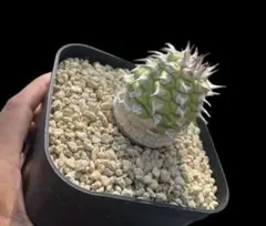 ワルちゃん様 リクエスト 2点 まとめ商品