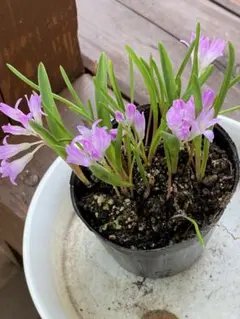 ガレージM様 リクエスト 2点 まとめ商品