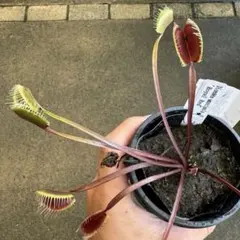 2026年最新】dionaea muscipulaの人気アイテム - メルカリ