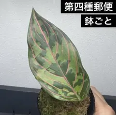 2025年最新】アグラオネマ トリカラーの人気アイテム - メルカリ