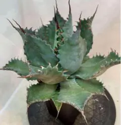 2025年最新】イシスメンシス パラサナの人気アイテム - メルカリ