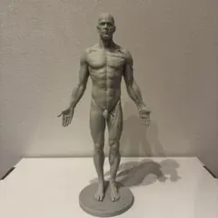 3dtotal Anatomy half-écorché figure 女性 - メルカリ