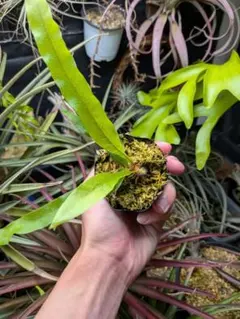 ドリナリア クエルシフォリア 1株のサムネイル