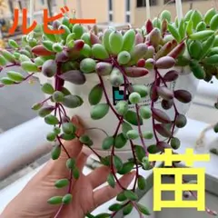 グリーンネックレスのルビーネックレス苗　根付き多肉植物苗　挿し木苗