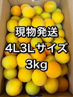 和歌山県産 完熟南高梅‼️L〜2L混合‼️10kg みかんキング 家庭用