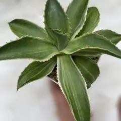 アガベ　デスメティアナ　特別斑　抜き苗発送 2025年最新】アガベ・デスメティアナの人気アイテム - メルカリ