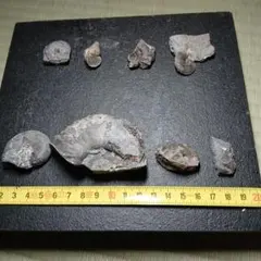 2026年最新】アンモナイト 化石 北海道の人気アイテム - メルカリ