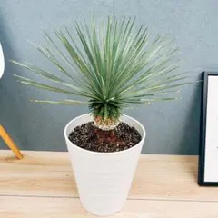 2025年最新】ロストラータ ユッカの人気アイテム - メルカリ