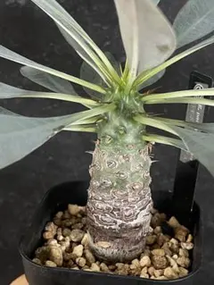 2025年最新】ユーフォルビアの人気アイテム - メルカリ