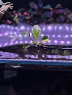 激レア】アヌビアス 斑入り キング 希少種 水草 - メルカリ