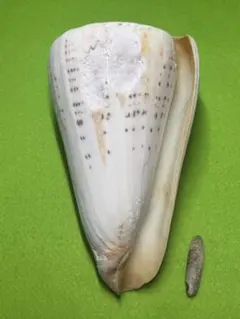 貝殻標本(沖縄の青い海の宝) イボカバイモガイ蓋付 - メルカリ