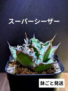 2026年最新】品種名：シーザー アガベの人気アイテム - メルカリ