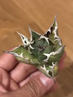 アガベ チタノタ　オテロイ