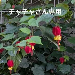 【チャチャさん専用】