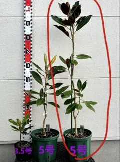 激レア 大株 花芽付 タイサンボク リトルジェム 苗木 約170cm - メルカリ