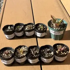 2025年最新】ドライガーデン セットの人気アイテム - メルカリ