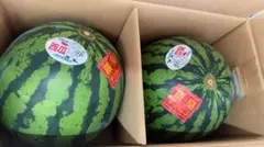 尾花沢西瓜 4Lサイズ JA全農山形 特産東部 - メルカリ