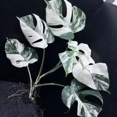 期間限定出品・SALE！早い者勝ち！美株！モンステラ・ホワイトタイガー！大株！ 期間限定出品・SALE！早い者勝ち！美株！モンステラ・ホワイト