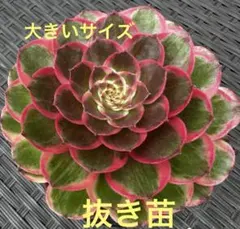2026年最新】観葉植物 アエオニウムの人気アイテム - メルカリ