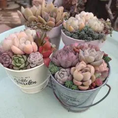 多肉植物寄せ植え【素焼き＆ブリキ寄せ４つセット】そのまま飾れる寄せ植え　匿名発送